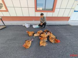 偷鸡贼指认现场时被八旬老人规劝 要务点正业