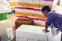 男孩熟练打包牡蛎：一箱仅二十多秒 假期技能小能手