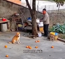 柿子掉落砸中狗头，狗狗愣神后怒咬主人
