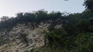 新车坠崖跌落百米车主仅轻伤 草丛灌木缓冲救一命