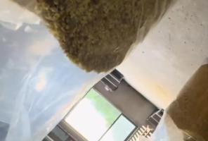 官方通报商户用硫磺熏制桂花 涉事商户已被查处