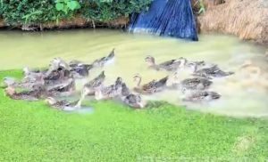 鸭子清理浮萍肉眼可见在消失 网友：怪不得浮萍的英语单词是“duckweed”
