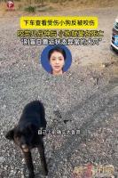 女子被流浪狗咬伤后不久狗死了 提醒勿盲目接近受伤动物