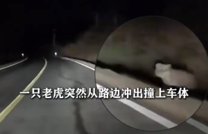 东北虎夜间窜上马路撞上小车 车主：反复查看确认是老虎，车未受损