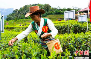 西藏墨脱县举办2025年“墨脱采茶人”技能大赛