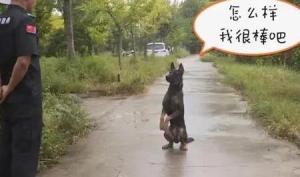 “莱德”好样的！江苏1岁半警犬搜寻救回2岁男孩