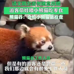 游客无视劝告给景区小熊猫喂食并拍照 工作人员回应