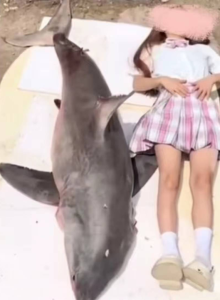 美食博主烹食噬人鲨被罚12.5万 购买时不知情其为保护动物