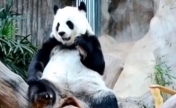 熊猫美香一家或年底回国 二十年间诞下7只幼崽存活4只