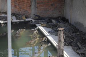 柬埔寨男子被鳄鱼咬身亡：72岁养殖户遭40只鳄鱼群攻