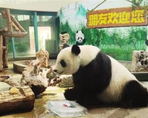 熊猫喜乐10岁生日 炎热的天气阻挡不了大家看大熊猫的热情