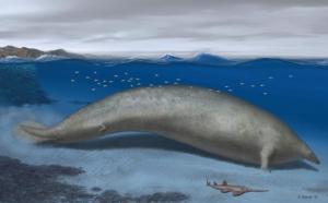 秘鲁沙漠现巨大古鲸遗骸，体重可达340吨