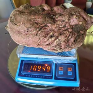 十堰一村民挖出“巨无霸”红薯重达37.8斤 网友：能吃一个冬天