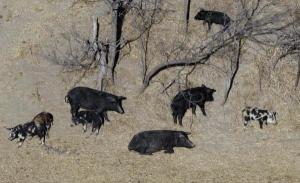 美国面临加拿大“超级猪”入侵威胁！它们有超强的生存能力和繁殖能力
