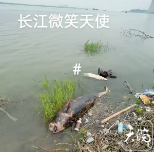 官方回应武汉江边发现疑似江豚尸体 科研机构介入调查