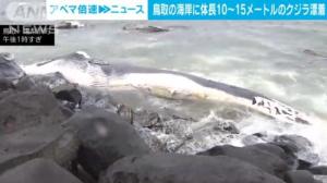 日本海岸现超10米长腐烂鲸鱼尸体：高度腐烂引关注