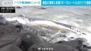 日本海岸漂浮大型鲸鱼尸体 长度达10至15米 渔民惊现，当局研判处置