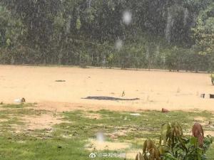 广东暴雨致农场鳄鱼出逃，暂无人员受伤情况报告