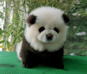 市监局回应泰州动物园熊猫犬走红 萌宠新星引争议