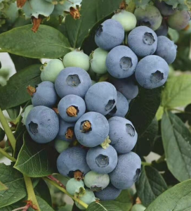 塞尔维亚蓝莓要来中国了 正式获准进口