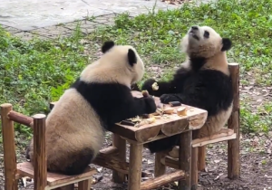书桌椅子都有了！大熊猫渝可渝爱准备幼升小？