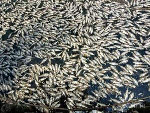 海南海口红城湖现大量死鱼，已捞出约8吨 疑因暴雨致海水倒灌