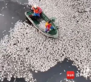 网传海口红城湖现大量死鱼 水环境突变致鱼群死亡