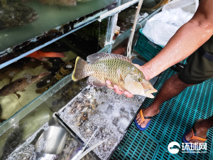 菲方在南海大肆捕捞濒危鱼类 渔民展示“稀缺货” 生态危机背后的真相