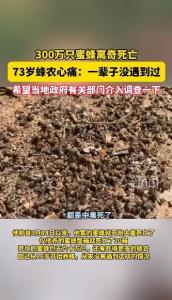 河南嵩县约300万只蜜蜂离奇死亡 农药疑云笼罩蜂场