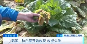 白菜变“金菜”！韩国一棵白菜46元：民众腌泡菜成本激增