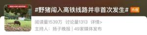 26个省份857个县区存在野猪致害 人猪冲突加剧