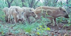 疯狂的野猪京郊频频撒野 拖家带口在村口“遛弯儿”