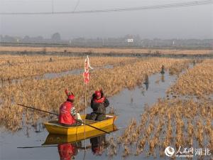 湖北潜江冬虾抢“鲜”上市 打破季节性壁垒