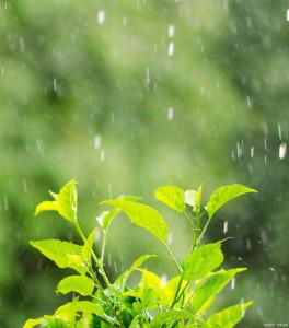 “一年雨水看雨水”今年雨水多不多？春雨贵如油