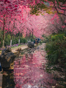 云南有條開(kāi)滿鮮花的河 春日油畫般的美景