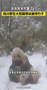 四川野生大熊貓帶崽啃竹子 雪地萌態(tài)惹人愛