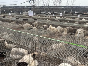 狐貉胴體黑市：未檢疫禁食用狐貉肉銷往多地,，或冒充牛羊兔肉 官方已介入調(diào)查