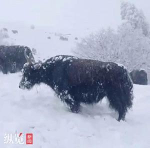 官方回應連日降雪大量牦牛挨餓至死