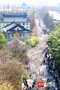 南京雞鳴寺櫻花大道開啟人人人模式 春意盎然賞花潮