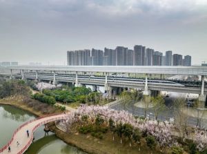 武汉马拉松连海绵都是樱花形状 浪漫赛道迎接跑者