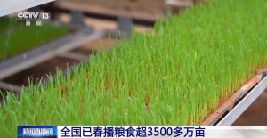 全国已春播粮食3500多万亩 进度与上年持平