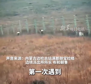 狼与狍子上演现实版“速度与激情”：狼不怕人，很专注在捕猎