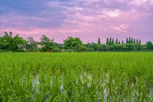 “不怕十八雨一天，就怕十八一天晴”，今日四月十八，有啥预兆？