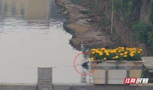 老人受困河中幸好他們趕到 九旬阿爾茨海默癥患者獲救