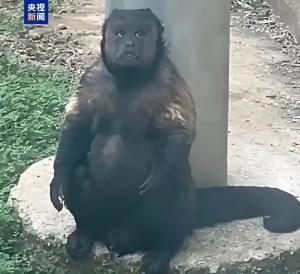 網(wǎng)紅方臉猴“大壯”因病死亡 心肺功能衰竭奪命