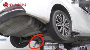車輛異響發(fā)現(xiàn)2米長眼鏡王蛇個頭還相當大