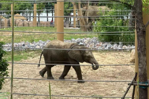 武漢動物園回應小象申申去世 動物明星離世引痛心