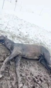 內(nèi)蒙古一地突降大雪 多匹馬被凍死 突發(fā)雪災(zāi)致?lián)p失慘重