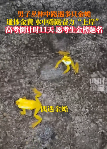 男子叢林中遇金蟾群 祝所有考生金榜題名,，心想事成,！ ?