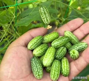 買了就后悔的水果 嘗鮮需謹(jǐn)慎,！